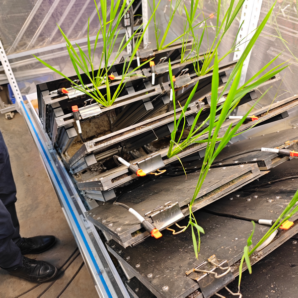 高通量植物根系表型采集分析系統(tǒng)（根盒式）  TPN-GXY-GH