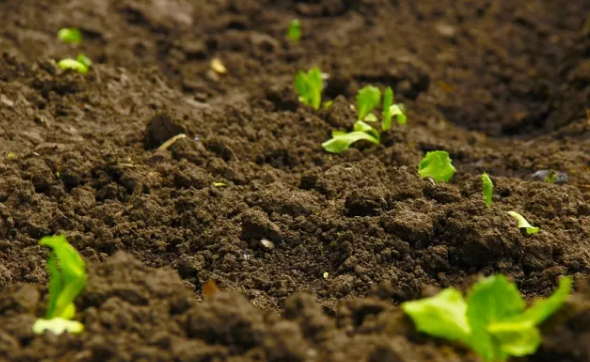 土壤有機(jī)質(zhì) 土壤有機(jī)質(zhì)