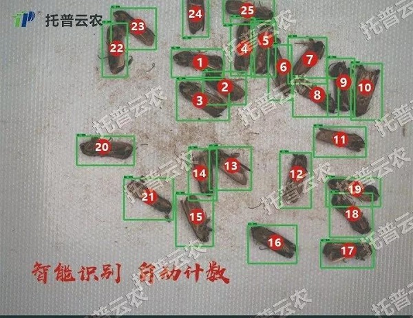 蟲臉識(shí)別 蟲臉識(shí)別