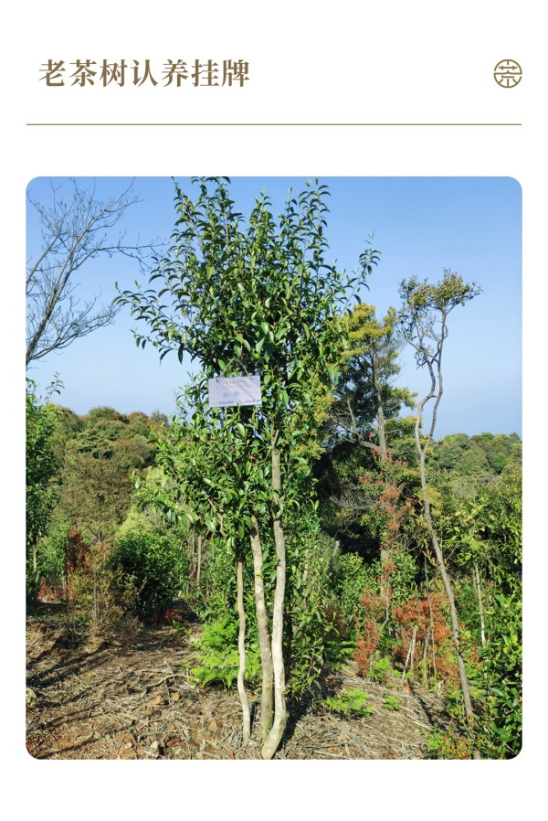 1716886335497426.jpg 7認(rèn)養(yǎng)茶樹(shù)實(shí)景圖_副本.jpg