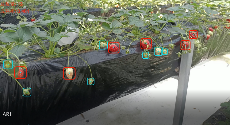 草莓識別場景圖.png